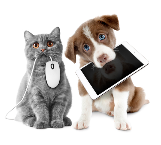 companion pet registry