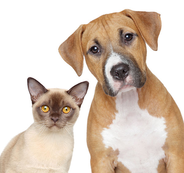 Burmese cat and Staffordshire Terrier portrait on white background