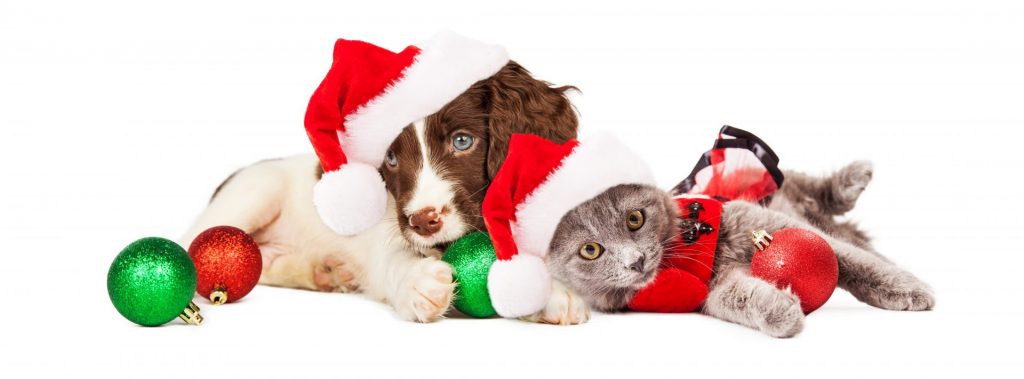 Adopt not shop’ for a pet this Christmas